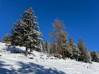 Picturesque canopies of alpine trees in a typical winter atmosphere after the winter snowfall above the tourist resorts of Valbella and Lenzerheide in the Swiss Alps - Canton of Grisons, Switzerland