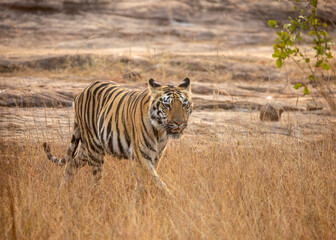 A close-up of a tiger on safari at Tadoba National Park in Tadoba Andhari Tiger Reserve in Chandrapur, Maharashtra, India