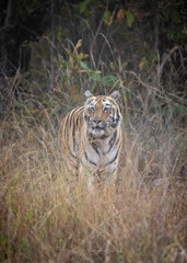 A tiger on safari at Tadoba National Park in Tadoba Andhari Tiger Reserve in Chandrapur, Maharashtra, India