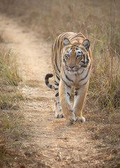 Tigress on safari at Tadoba National Park in Tadoba Andhari Tiger Reserve in Chandrapur, Maharashtra, India