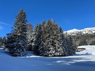 Picturesque canopies of alpine trees in a typical winter atmosphere after the winter snowfall above the tourist resorts of Valbella and Lenzerheide in the Swiss Alps - Canton of Grisons, Switzerland