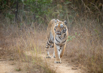 A tiger on safari at Tadoba National Park in Tadoba Andhari Tiger Reserve in Chandrapur, Maharashtra, India
