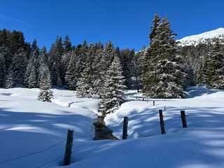 Picturesque canopies of alpine trees in a typical winter atmosphere after the winter snowfall above the tourist resorts of Valbella and Lenzerheide in the Swiss Alps - Canton of Grisons, Switzerland