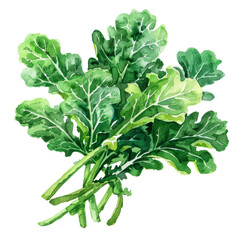 vegetable - Palatable.green kale.illustration ,.watercolor