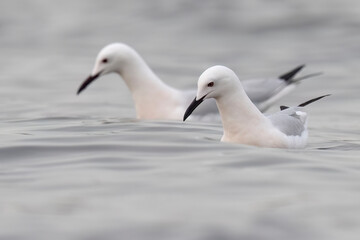 The slender billed gull (Chroicocephalus genei), mid-sized gull which breeds very locally around the Mediterranean and the north of the western Indian