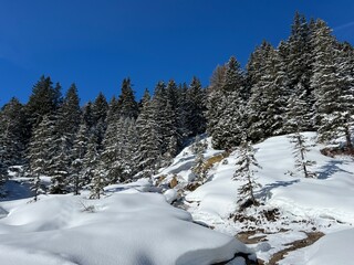Picturesque canopies of alpine trees in a typical winter atmosphere after the winter snowfall above the tourist resorts of Valbella and Lenzerheide in the Swiss Alps - Canton of Grisons, Switzerland