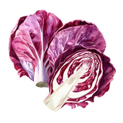 Obraz premium vegetable - Palatable.Radicchio.illustration ,.watercolor