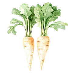 vegetable - parsnips.illustration ,.watercolor