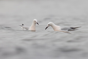The slender billed gull (Chroicocephalus genei), mid-sized gull which breeds very locally around the Mediterranean and the north of the western Indian