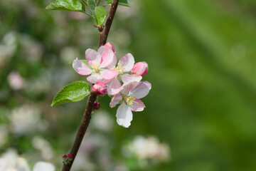 apple blossom on a tree branch close-up	