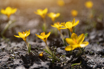 Yellow crocus wild flowers blooming in spring time