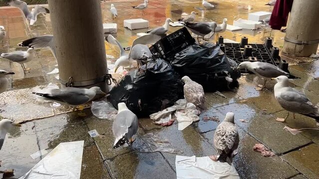 Gaviotas disput&aacute;ndose los restos de comida en un mercado de pescado. Gaviotas peleando por comida