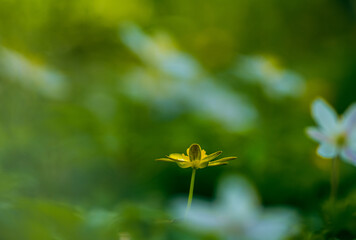 spring time flowers