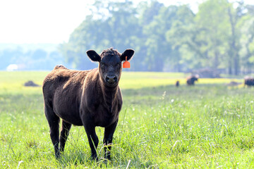 Lone Angus calf in lush spring pasture looking at camera