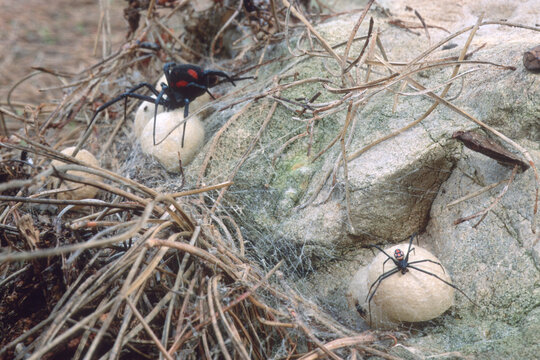 Latrodectus tredecimguttatus, also known as the Mediterranean black widow or the European black widow, female and male inside the den.