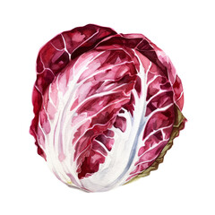 Obraz premium vegetable - Radicchio sometimes known as Italian chicory because of its common use in Italian cuisine, is a perennial cultivated form of leaf chicory