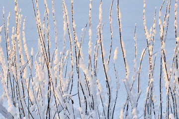 Graphically plant texture with wet snow on black vertical branches of roadside vegetation.