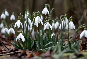 spring snowdrop flowers
