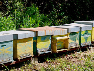 Colorful hives for bees exposed to sunlight in a natural area