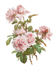 PNG Pink roses; La France roses, vintage flower illustration by J. Bleischwitz, transparent...