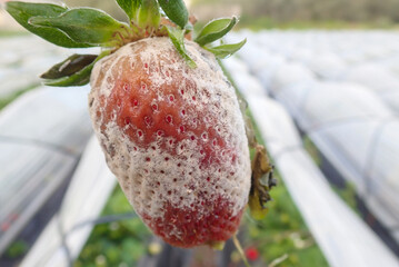 moldy, strawberry, powdery, mildew, moldy strawberry, powdery mildew, rot, rotten, strawberries,...