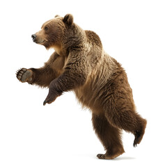 Brown bear captured in mid-stride walking