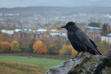 A raven sits on a cliff against the backdrop of a large city. Arthurs Seat, Edinburgh, Scotland