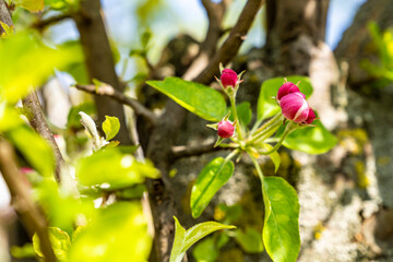 Pink buds, apple tree, green leaves.
