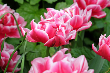 Pink and white double peony tulip, tulipa ‘Columbus’ in flower.