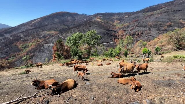 Vacas marrones pastando en un monte quemado. Ganado descansando.