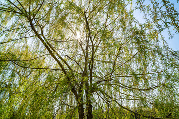 Willow tree over water, lake. Sunny day.
