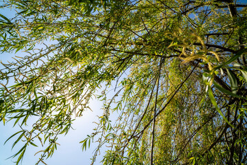 Willow tree over water, lake. Sunny day.