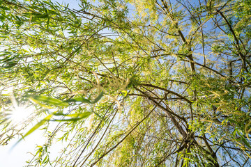 Willow tree over water, lake. Sunny day.