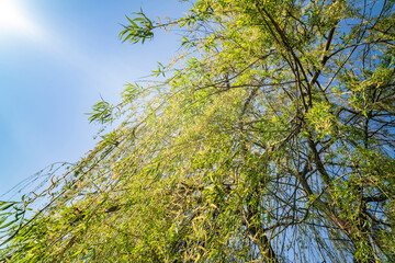 Obraz premium Willow tree over water, lake. Sunny day.