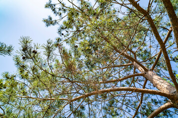 Fototapeta premium Spruce nature, spring. Sunny day.