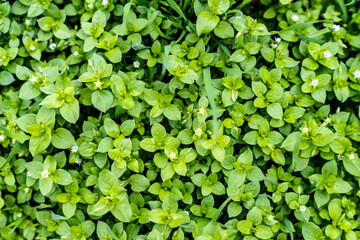 Small green leaves of the plant, background.
