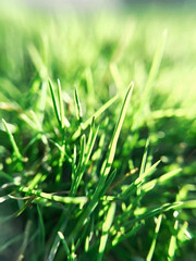 wild green grass growing on the lawn on a sunny day