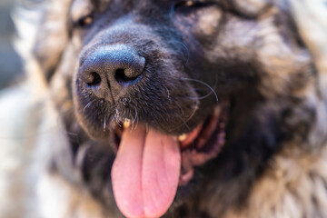 Caucasian Shepherd dog, muzzle, tongue, nose.