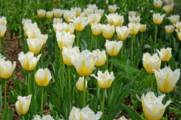 White and yellow fringed tulip, tulipa ‘Lemon Beauty’ in flower.