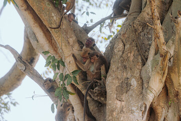 Affen im Baum in Sri Lanka