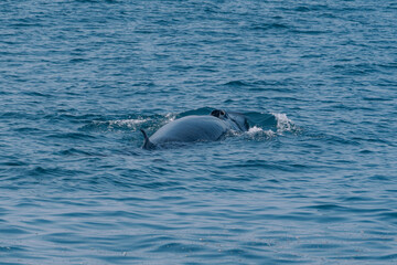 Finnwal im Meer beim Luft holen