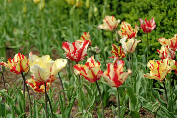 Red and cream parrot tulip, tulipa ‘Flaming Parrot’ in flower.