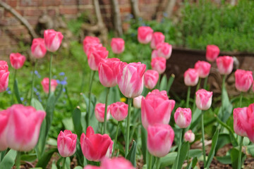 Bright pink and white triumph tulip, tulipa ‘Innuendo’ in flower.