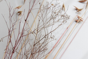 reeds in winter - obrazy, fototapety, plakaty