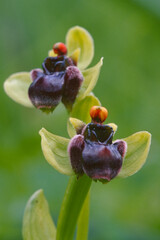 Bumblebee Orchid (Ophrys bombyliflora), Sardinia, Italy, Europe Ophrys bombyliflora. Monte Doglia....