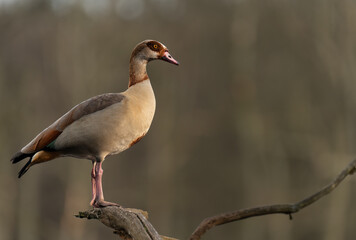 Nilgans © Nils Meyer