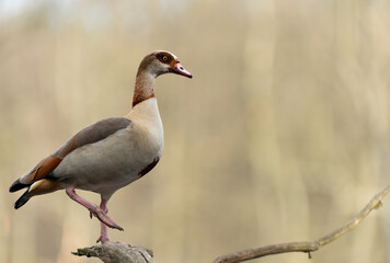 Nilgans © Nils Meyer