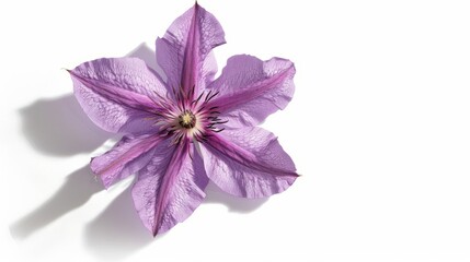 purple flower isolated on white