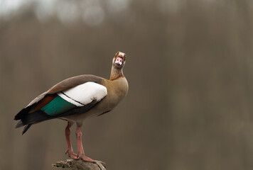 Nilgans © Nils Meyer