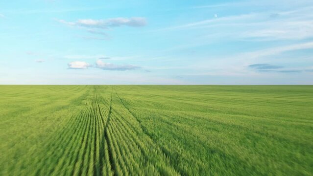 View of the endless green agricultural field against the blue sky. Drone flying over a wheat field. Aerial shot. Drone view